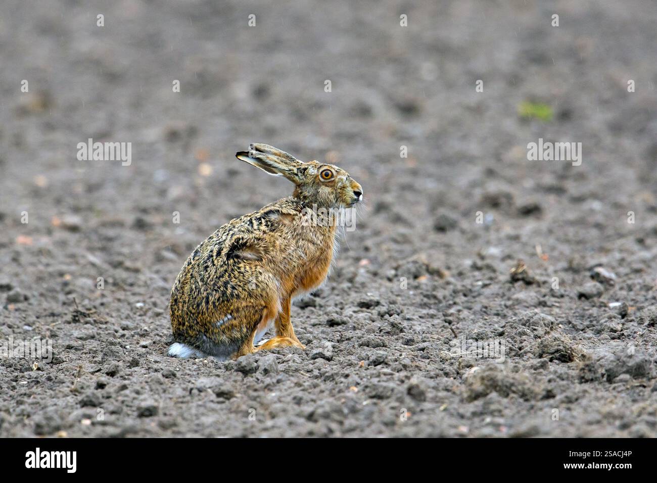 Europäischer Braunhase (Lepus europaeus), der auf Feld/Ackerland sitzt Stockfoto