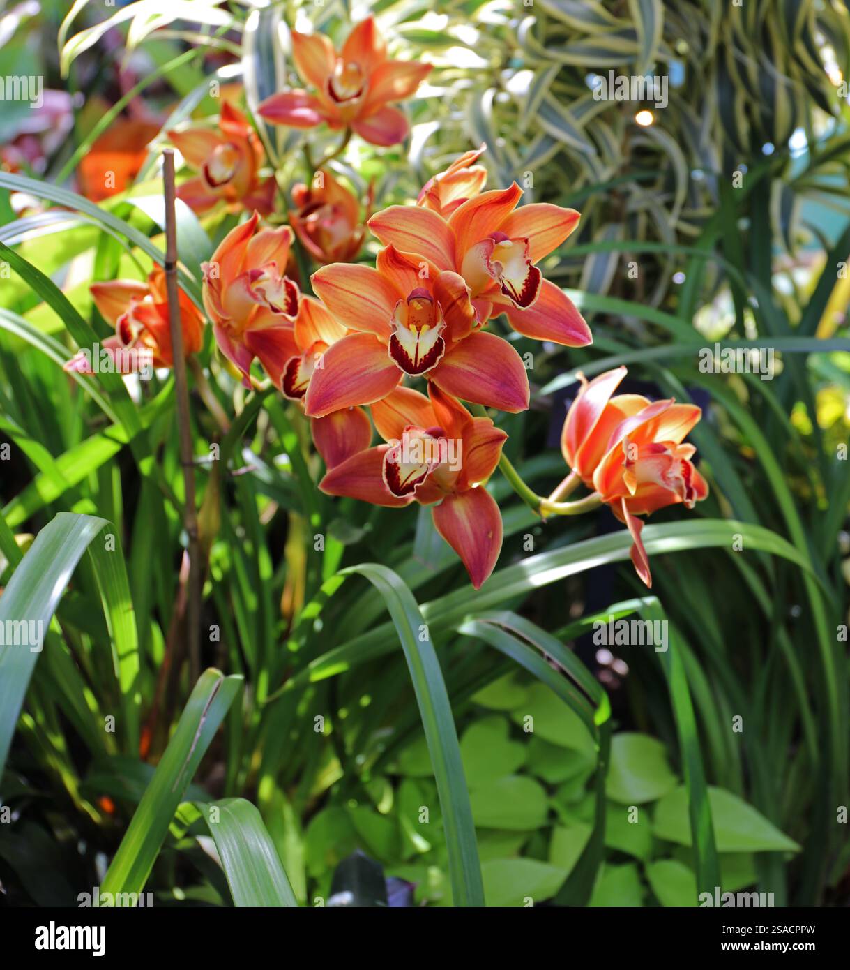 Eine wunderschöne Cymdium Orchid blüht mit mehreren gelben, orangen und roten Blüten in einem Garten Stockfoto