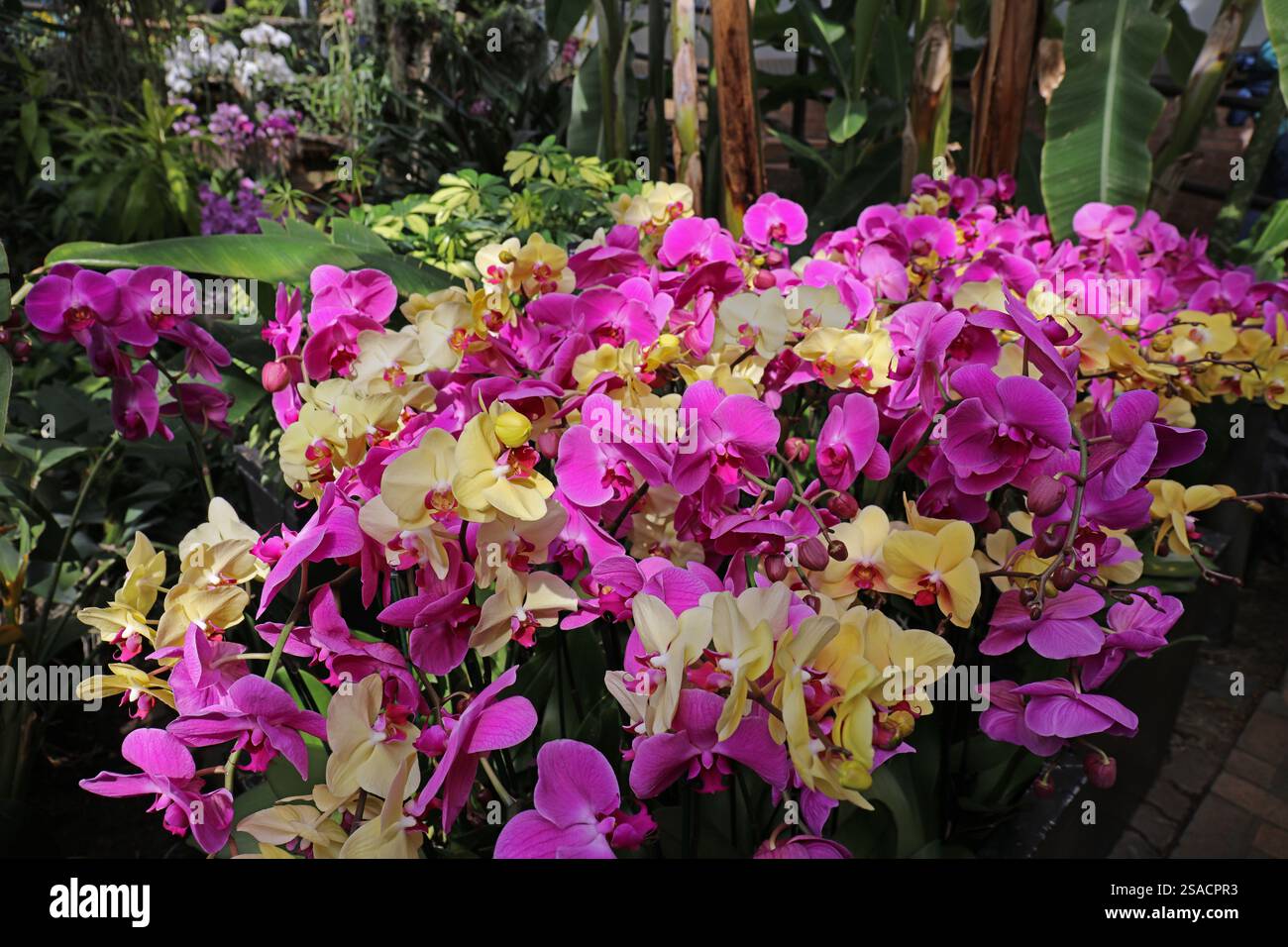 Eine Massenpflanzung von Phalaenopsis-Orchideen, die mit gelben und rosa Blüten blühen, in einem Wintergarten in Glencoe, Illinois, USA Stockfoto