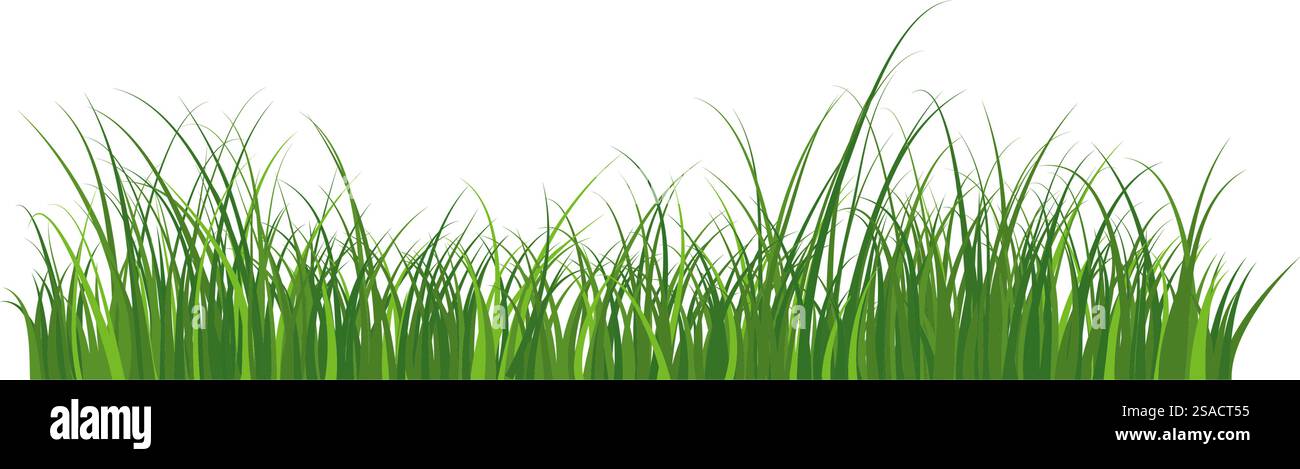 Grüner Grasrand. Hochgrünes frisches Gras isolierte Abbildung. Stock Vektor