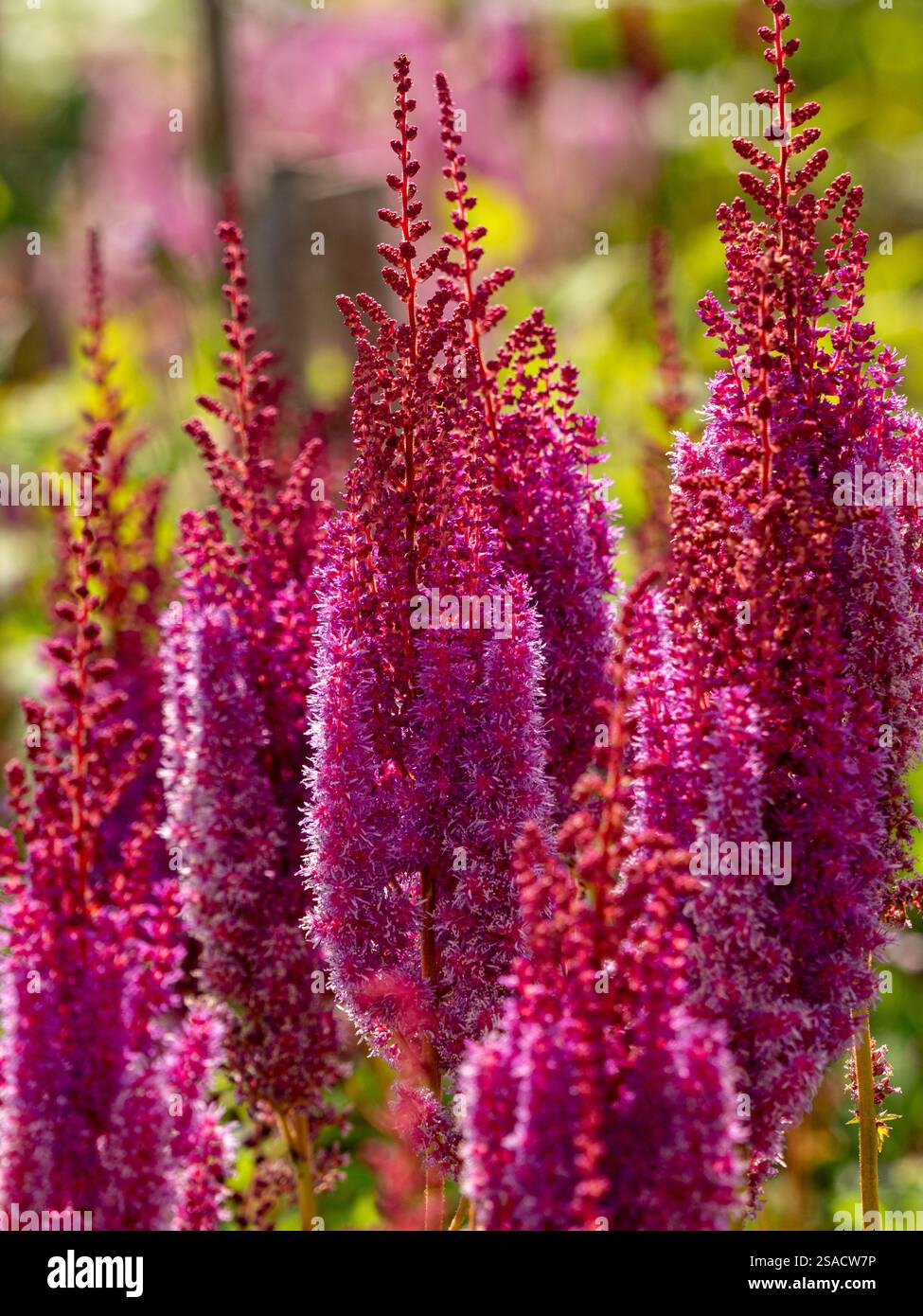 Astilbe chinensis var. Taquetii „Purpurlanze“ wächst in einem britischen Garten. Stockfoto