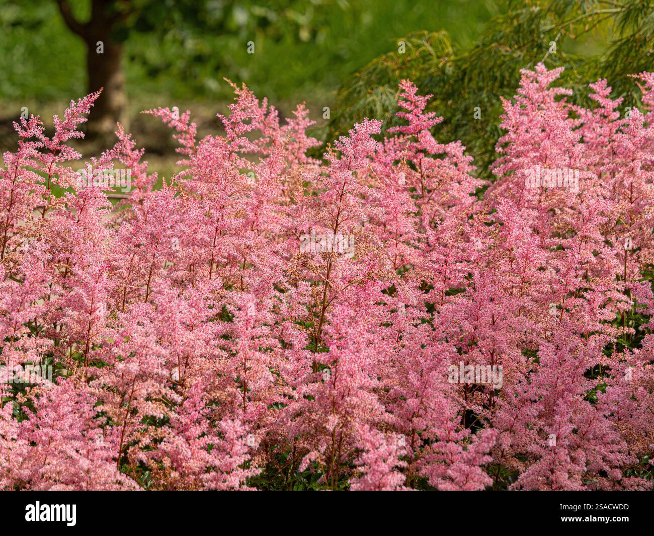 Die rosafarbenen Blüten von Astilbe „Flamingo“ (simplicifolia Hybrid) wachsen im Sommer in einem britischen Garten. Stockfoto