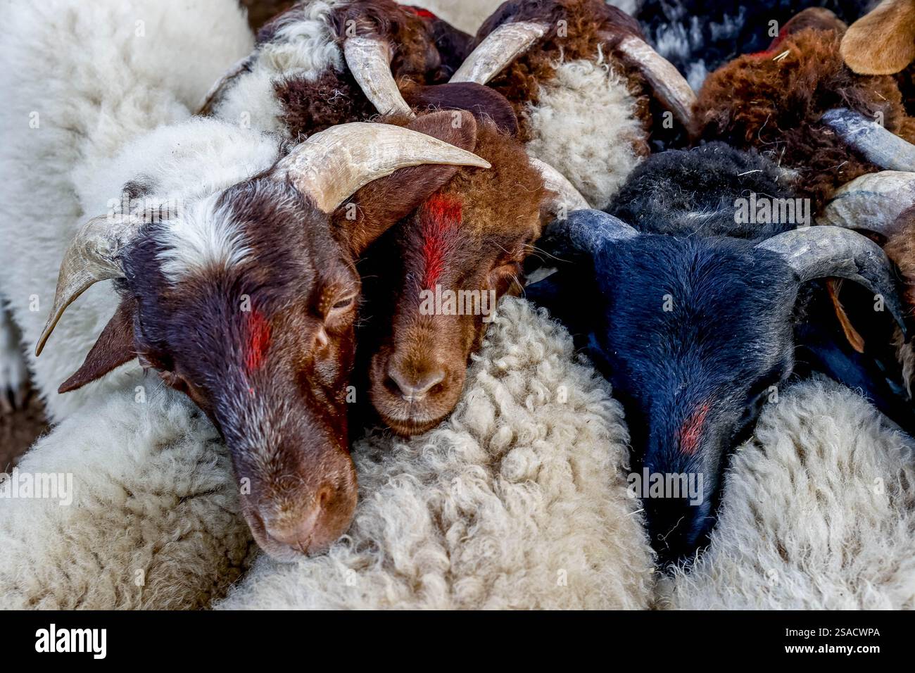 Wöchentlicher Viehmarkt in Azrou, Marokko Stockfoto