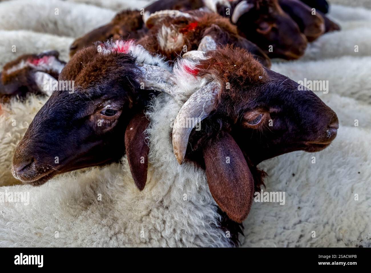 Wöchentlicher Viehmarkt in Azrou, Marokko Stockfoto