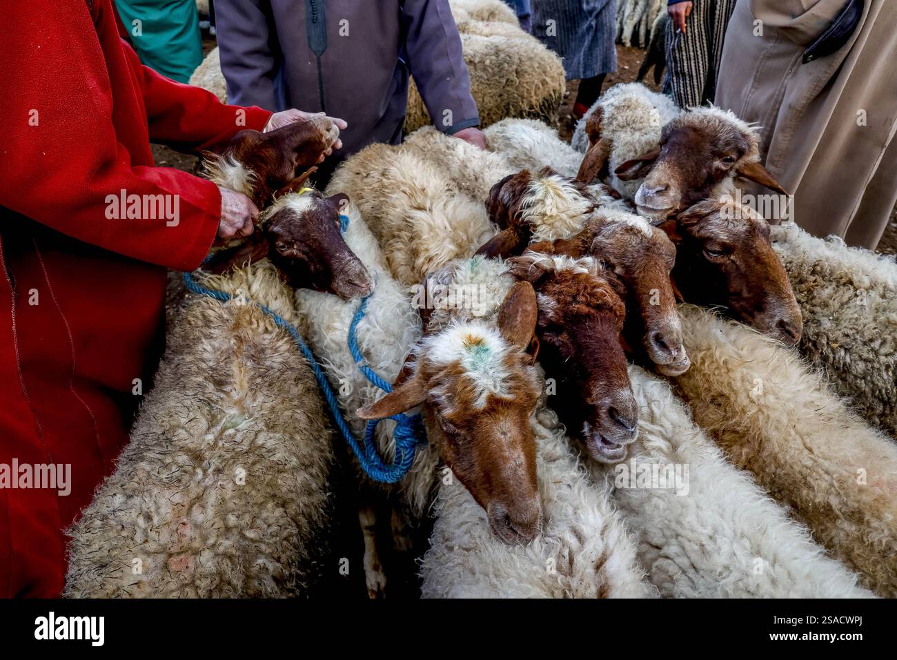 Wöchentlicher Viehmarkt in Azrou, Marokko Stockfoto