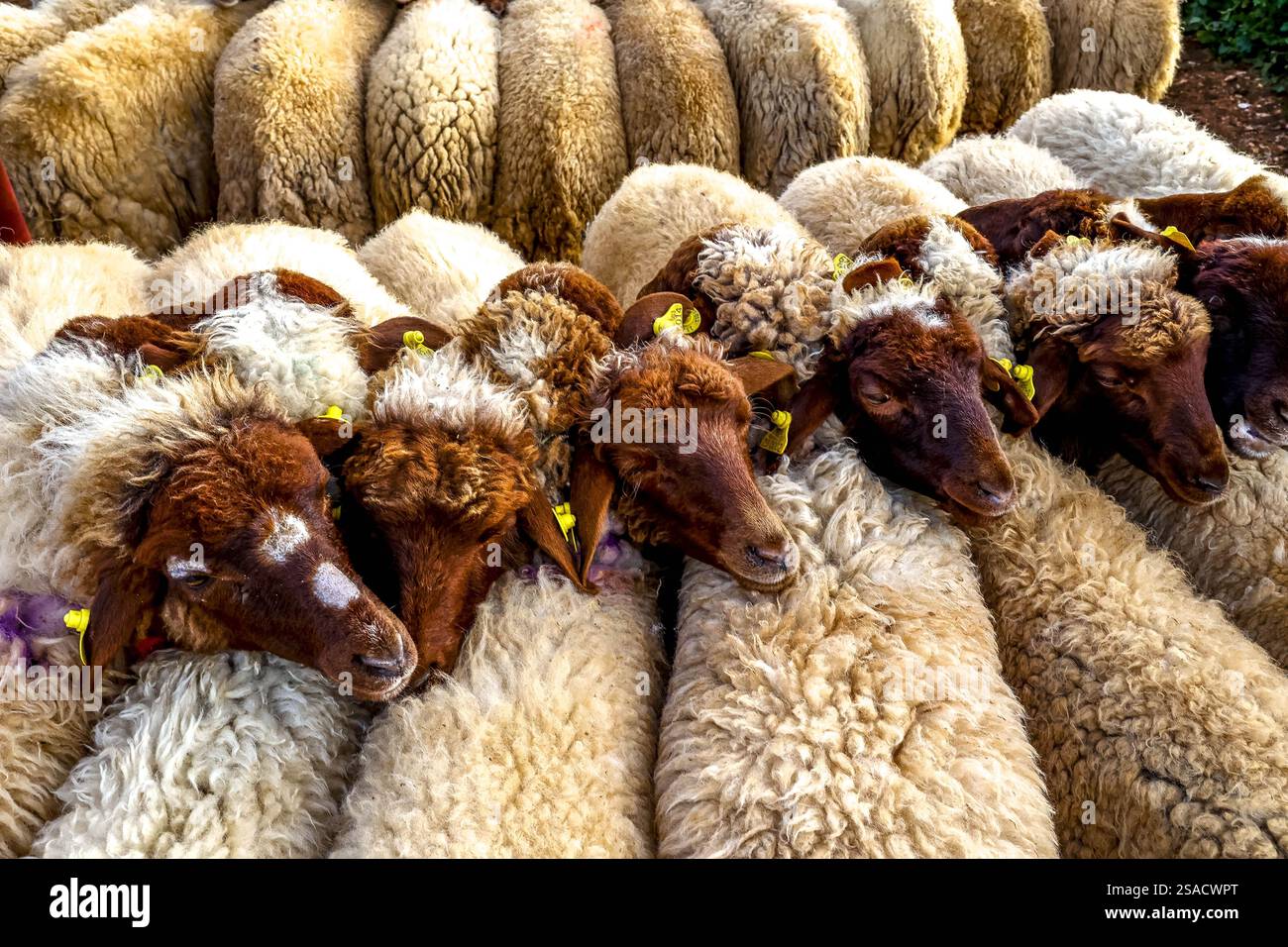 Wöchentlicher Viehmarkt in Azrou, Marokko Stockfoto