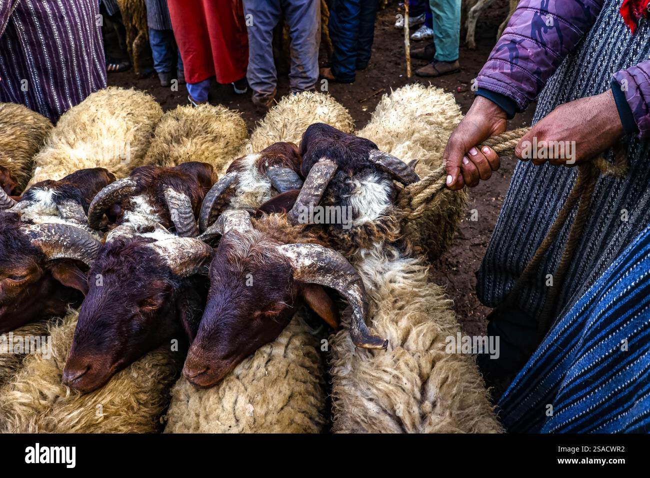 Wöchentlicher Viehmarkt in Azrou, Marokko Stockfoto