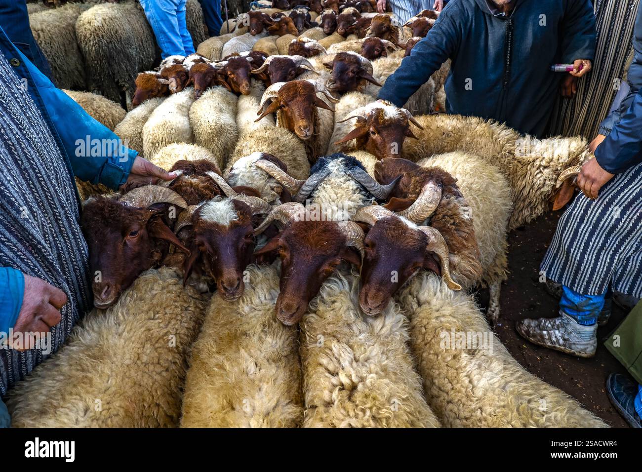 Wöchentlicher Viehmarkt in Azrou, Marokko Stockfoto