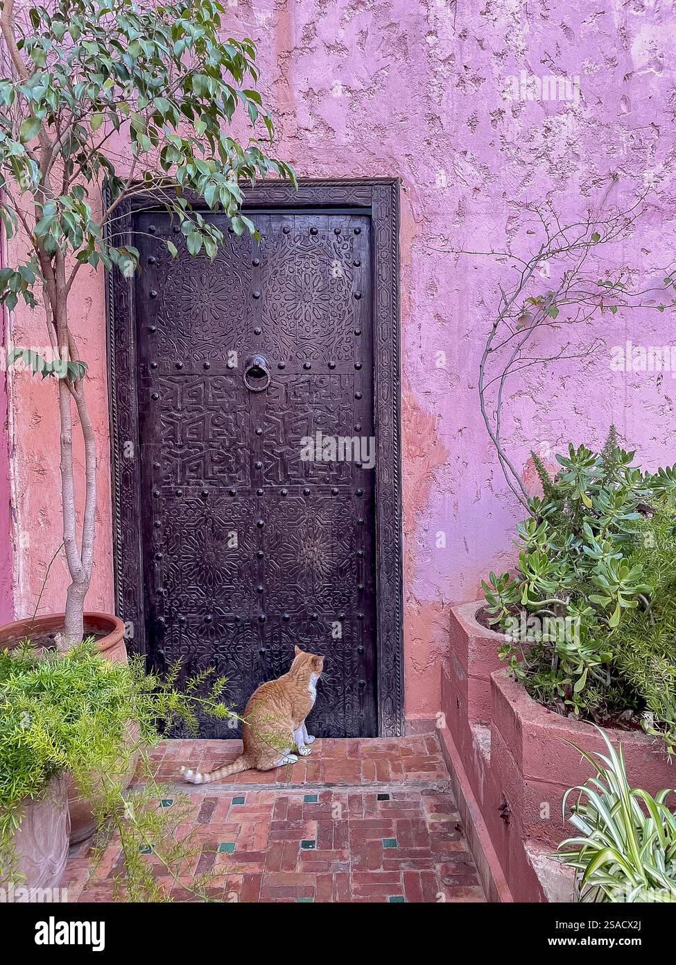 Katze sitzt vor einer Tür in Meknes, Marokko Stockfoto
