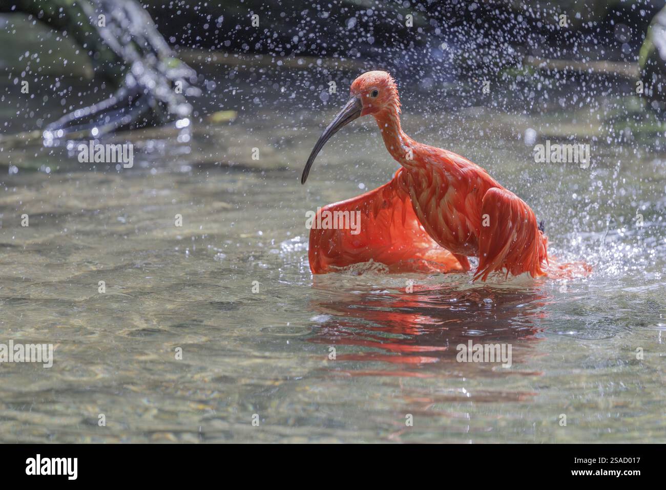 Ein Scharlach Ibis (Eudocimus ruber) badet im flachen Wasser eines Flusses. Wasser spritzt in der wunderschönen Hintergrundbeleuchtung Stockfoto