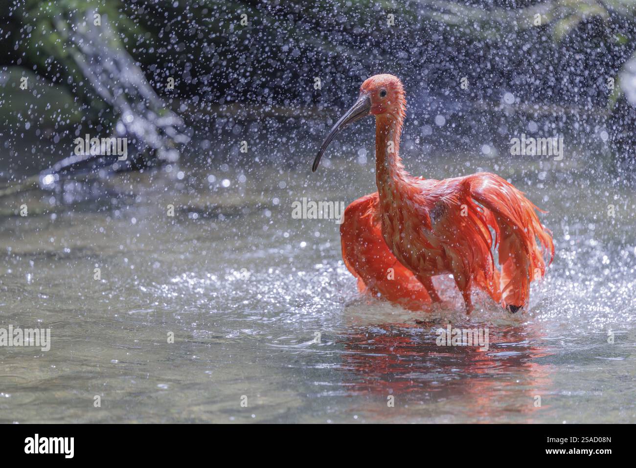 Ein Scharlach Ibis (Eudocimus ruber) badet im flachen Wasser eines Flusses. Wasser spritzt in der wunderschönen Hintergrundbeleuchtung Stockfoto