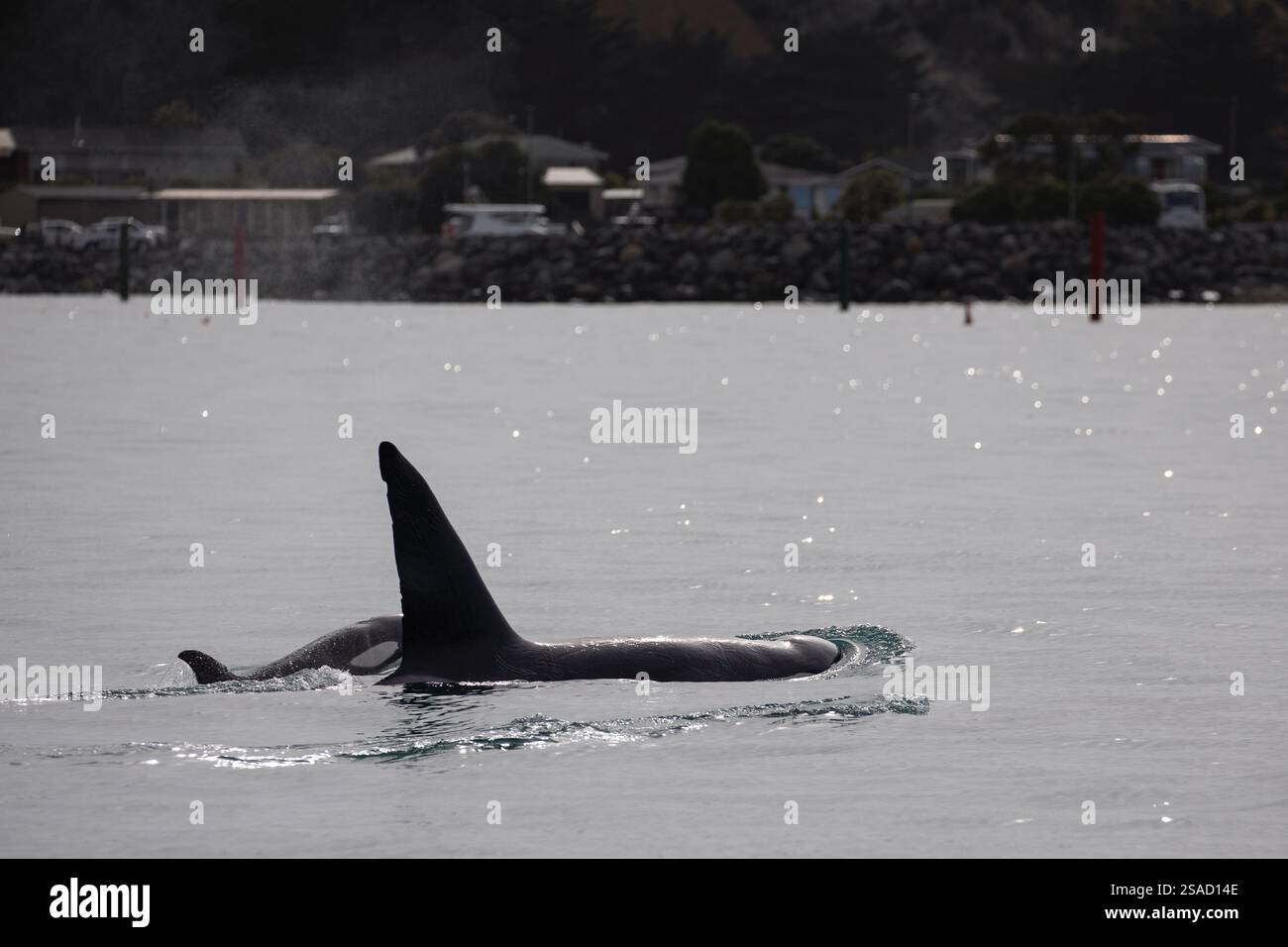 Ein Orca und ihr Kalb schwimmen nahe der Küste von Kaikoura, Neuseeland. Stockfoto