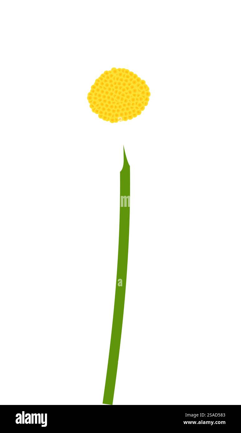 Kamillenblüte. Schöne Blume für Sommer- und Frühlingsmotive. Vektorabbildung. Stock Vektor