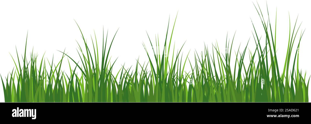 Grüner Grasrand. Hochgrünes frisches Gras isolierte Abbildung. Stock Vektor