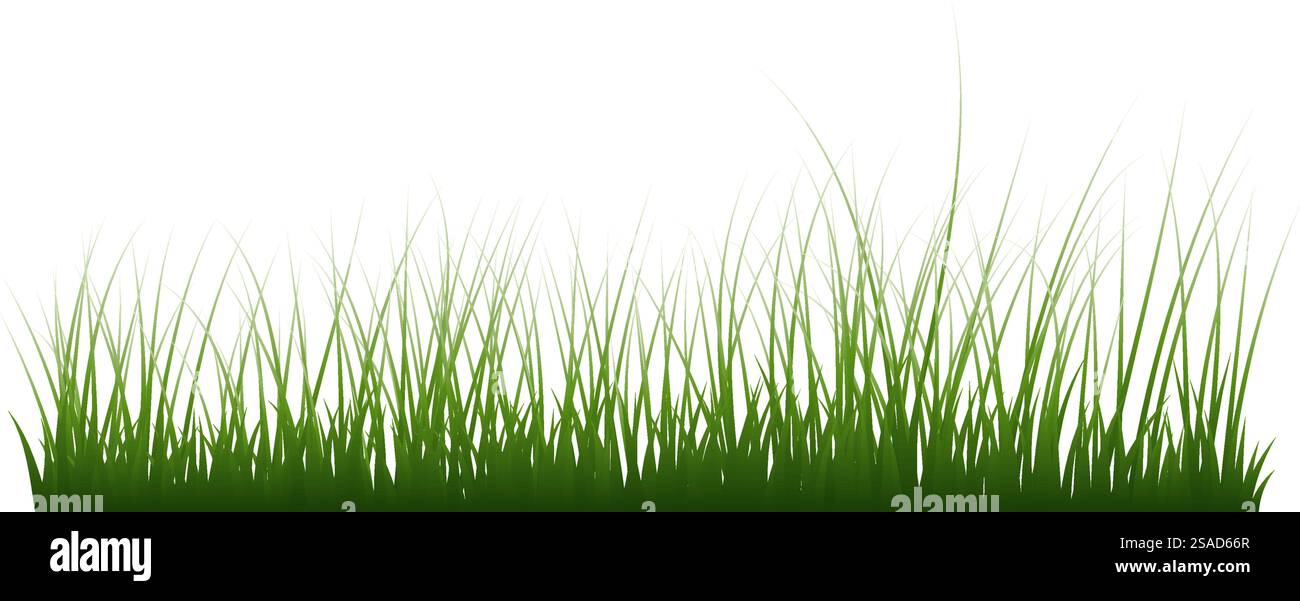 Grüner Grasrand. Hochgrünes frisches Gras isolierte Abbildung. Stock Vektor