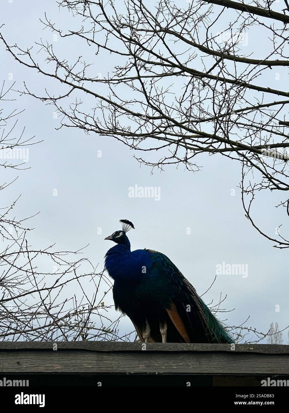 Dieses eindrucksvolle Foto zeigt einen königlichen Pfau auf einem Holzdach, der sich durch sein lebendiges Gefieder vor dem Hintergrund des bewölkten Himmels abhebt. T Stockfoto