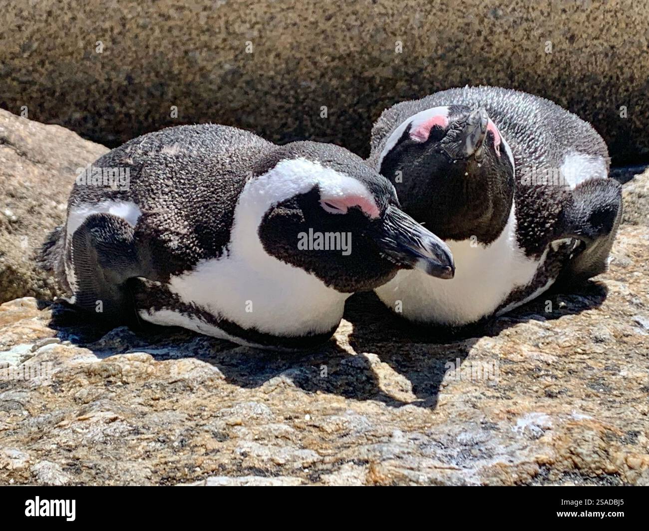 Pinguine am Boulders Beach in Kapstadt Stockfoto
