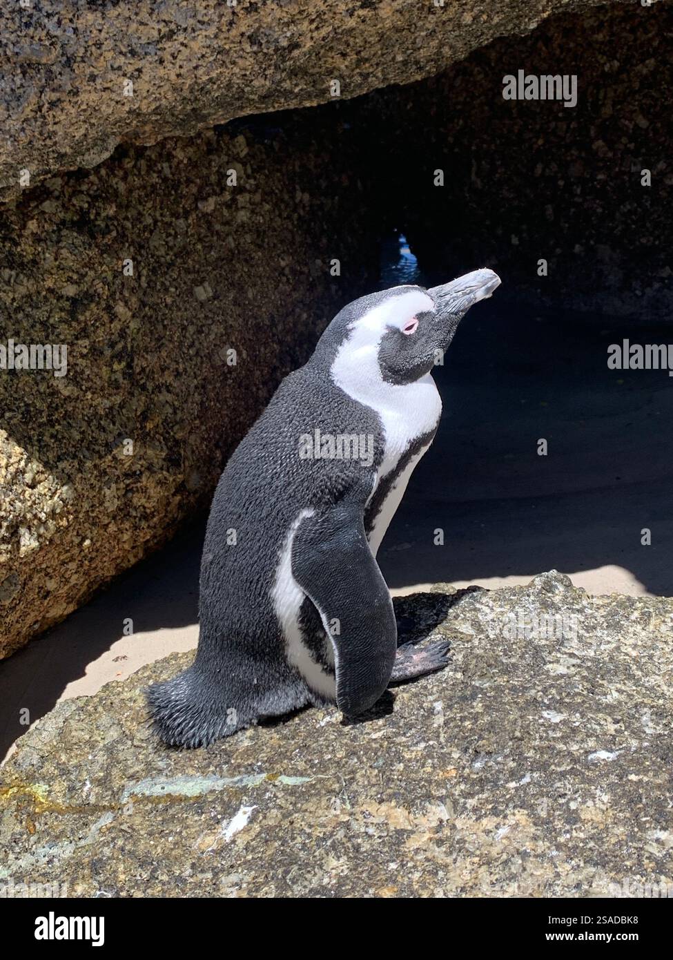 Pinguine am Boulders Beach in Kapstadt Stockfoto