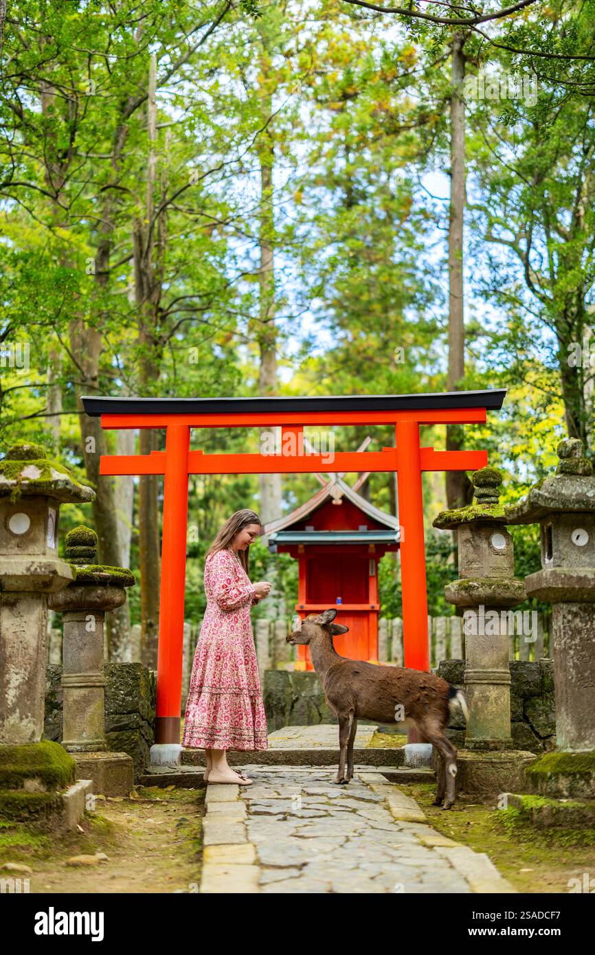 Schöne Touristenfrau, die Erwachsene sika-Hirsche im Nara-Park in Japan füttert Stockfoto