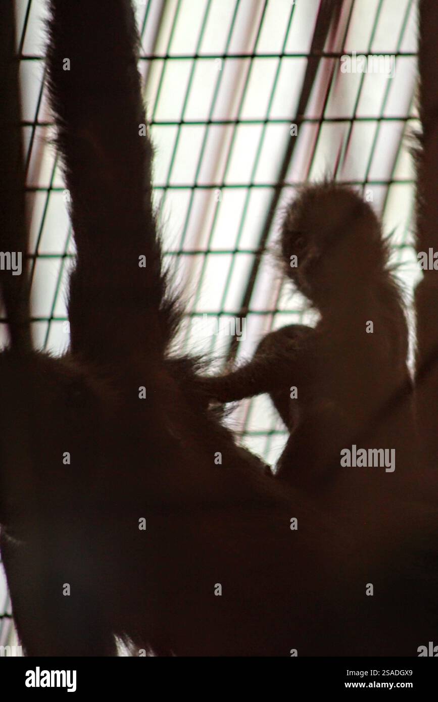 Junge Primaten in Gefangenschaft Stockfoto