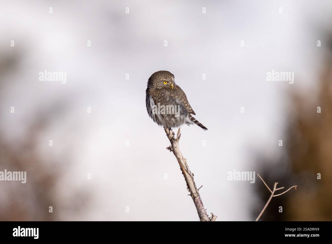 Zwergkauz auf einem Zweig im Winter im Yellowstone-Nationalpark Stockfoto