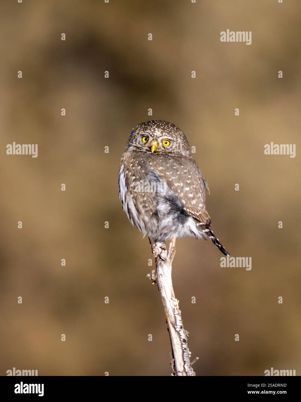 Sonnenbeschienene Pygmäe auf einem Ast in Yellowstone Stockfoto