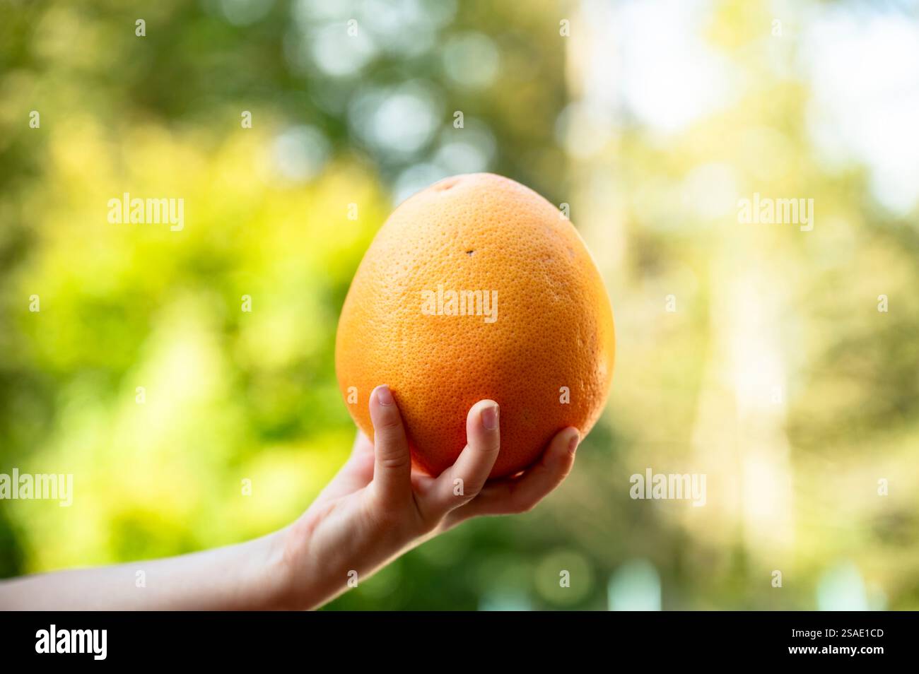 Nahaufnahme einer Kinderhand, die eine reife saftige Grapefruit über einem verschwommenen grünen natürlichen Hintergrund hält. Gesunder Vitaminsnack. Stockfoto