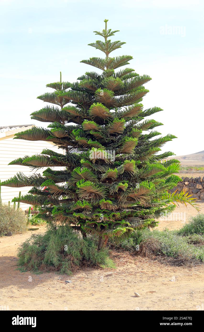 Norfolk Pine oder Norfolk Island Pine. Lateinischer Name Araucaria heterophylla. Fuerteventura, Kanarische Inseln, Spanien, Europa, EU. Aufgenommen Im Dezember 2024 Stockfoto