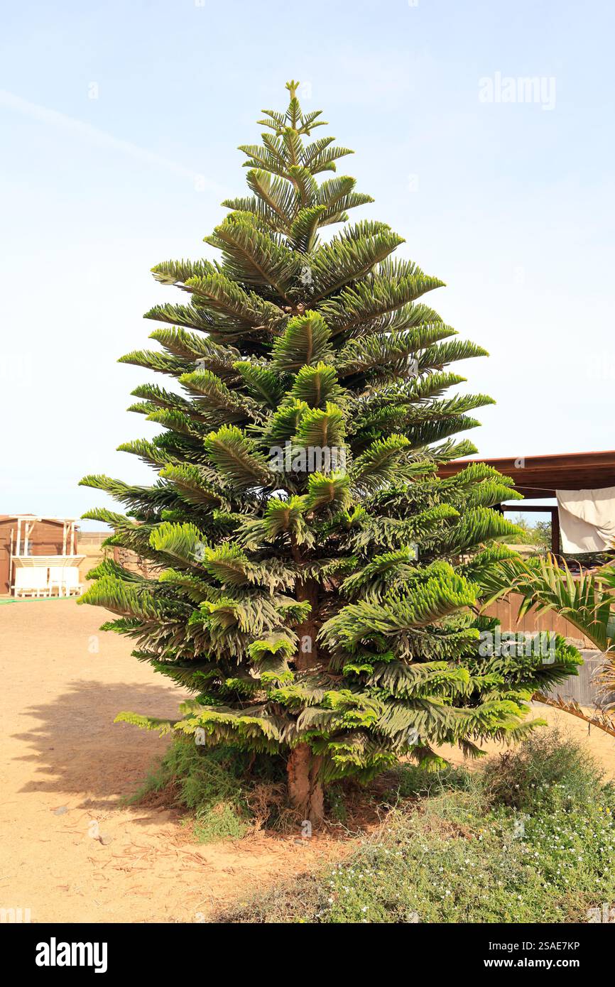 Norfolk Pine oder Norfolk Island Pine. Lateinischer Name Araucaria heterophylla. Fuerteventura, Kanarische Inseln, Spanien, Europa, EU. Aufgenommen Im Dezember 2024 Stockfoto