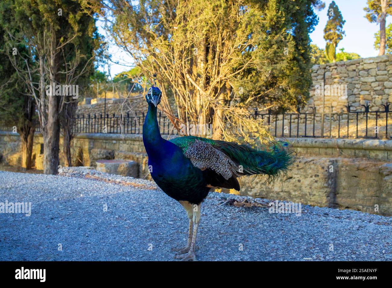 Schöner Pfau steht auf der Straße. Stockfoto