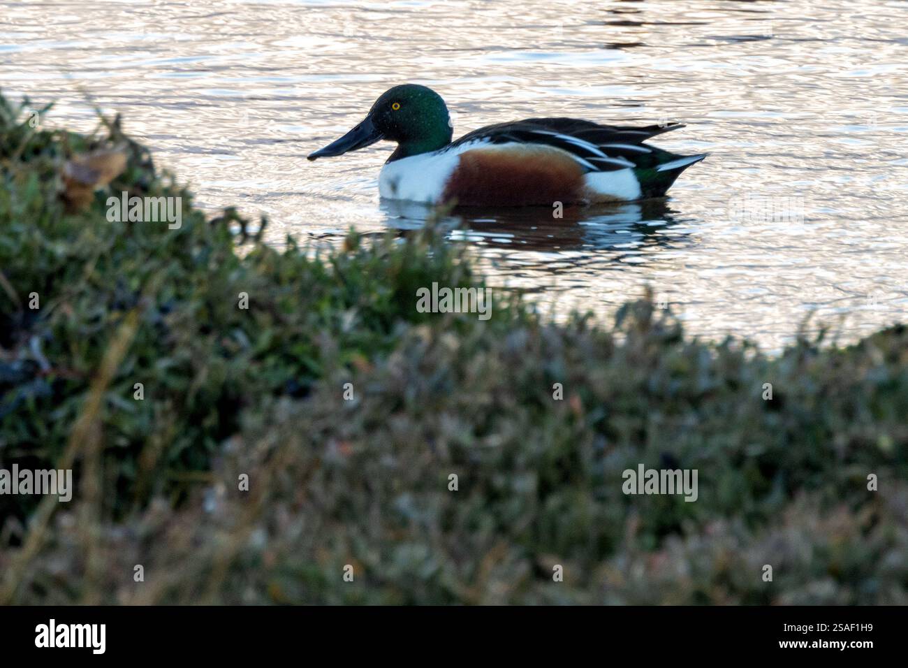Ein Northern Shoveler (Anas clypeata) lebt auf Bull Island, Dublin. Diese Ente siebt Wasser für Wirbellose und Pflanzen mit ihrem charakteristischen Spachtel Stockfoto