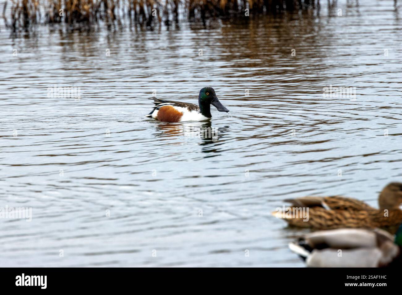 Ein Northern Shoveler (Anas clypeata) lebt auf Bull Island, Dublin. Diese Ente siebt Wasser für Wirbellose und Pflanzen mit ihrem charakteristischen Spachtel Stockfoto