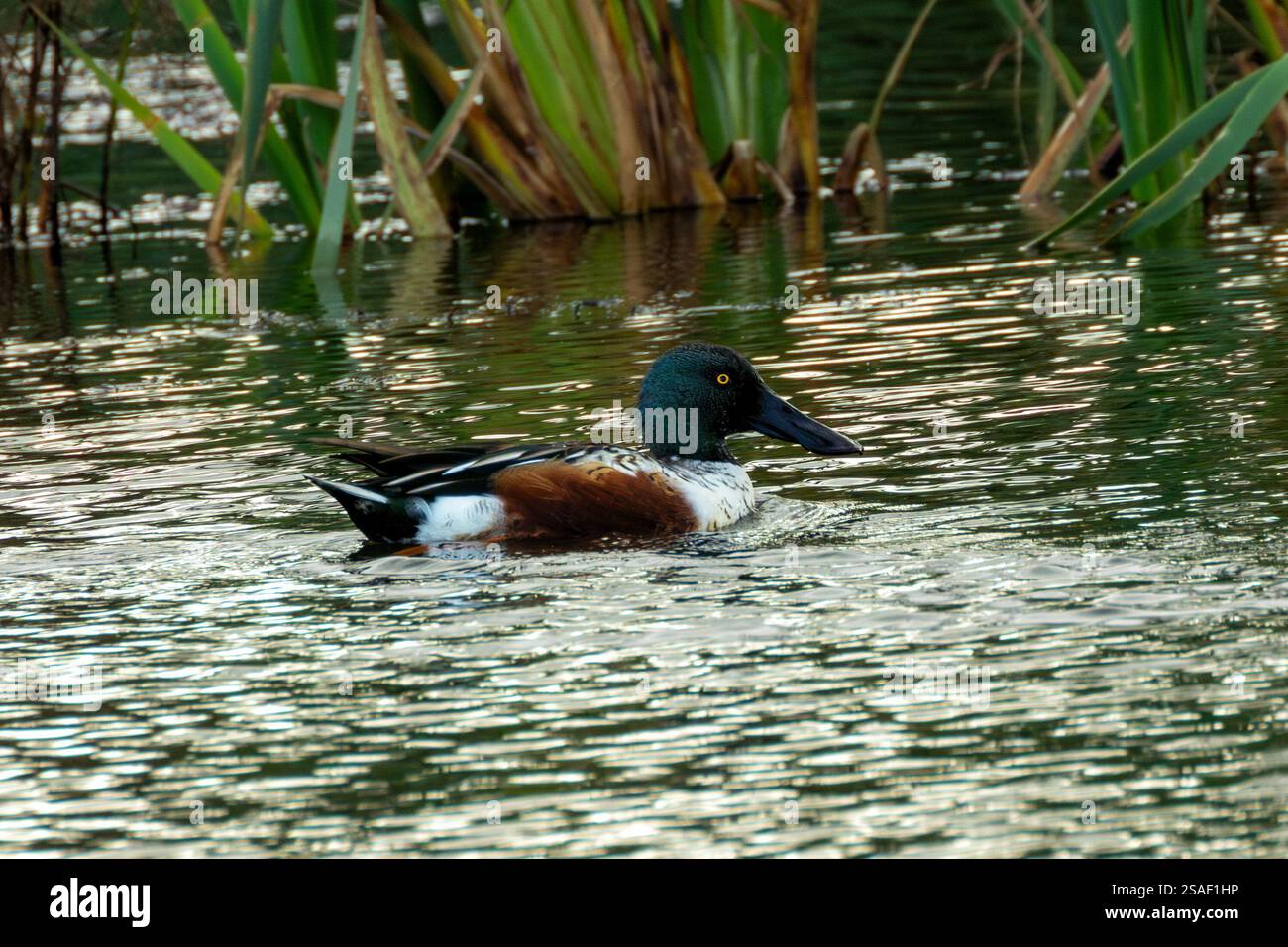 Ein Northern Shoveler (Anas clypeata) lebt auf Bull Island, Dublin. Diese Ente siebt Wasser für Wirbellose und Pflanzen mit ihrem charakteristischen Spachtel Stockfoto