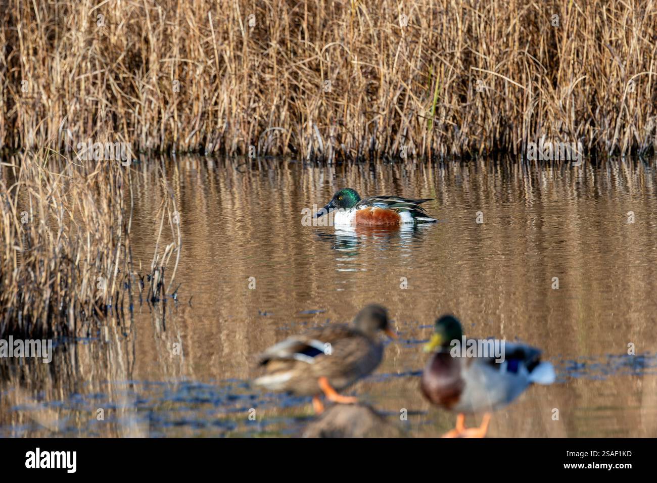 Ein Northern Shoveler (Anas clypeata) lebt auf Bull Island, Dublin. Diese Ente siebt Wasser für Wirbellose und Pflanzen mit ihrem charakteristischen Spachtel Stockfoto