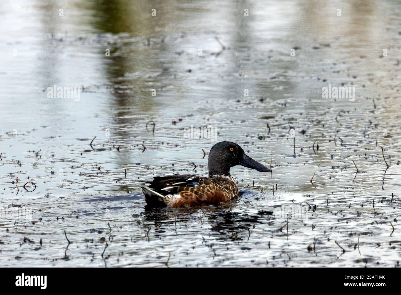 Ein Northern Shoveler (Anas clypeata) lebt auf Bull Island, Dublin. Diese Ente siebt Wasser für Wirbellose und Pflanzen mit ihrem charakteristischen Spachtel Stockfoto