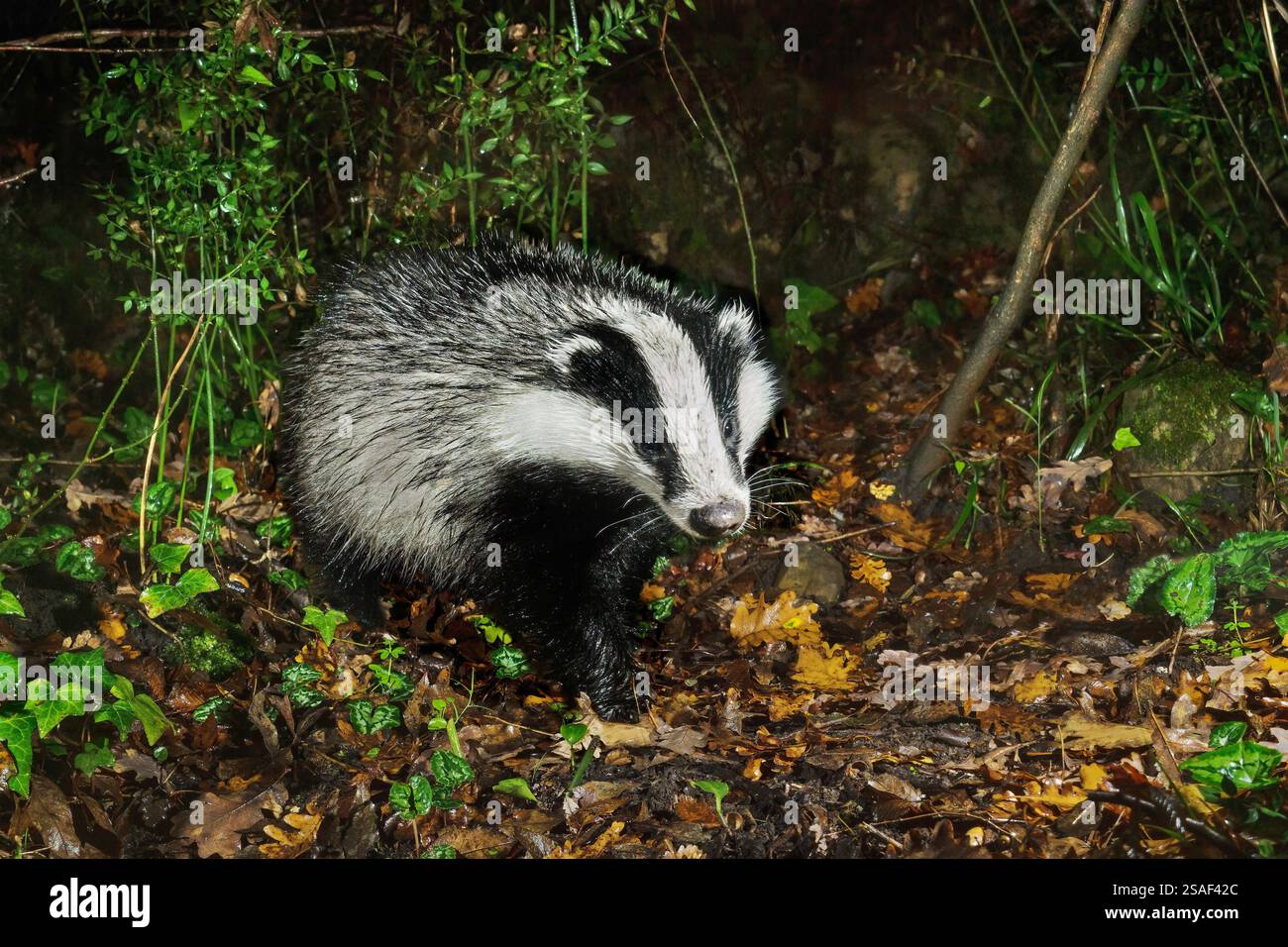 Alte Welt Dachs, eurasischer Dachs (Meles meles), im Wald, Vorderansicht, Italien, Kampanien Stockfoto