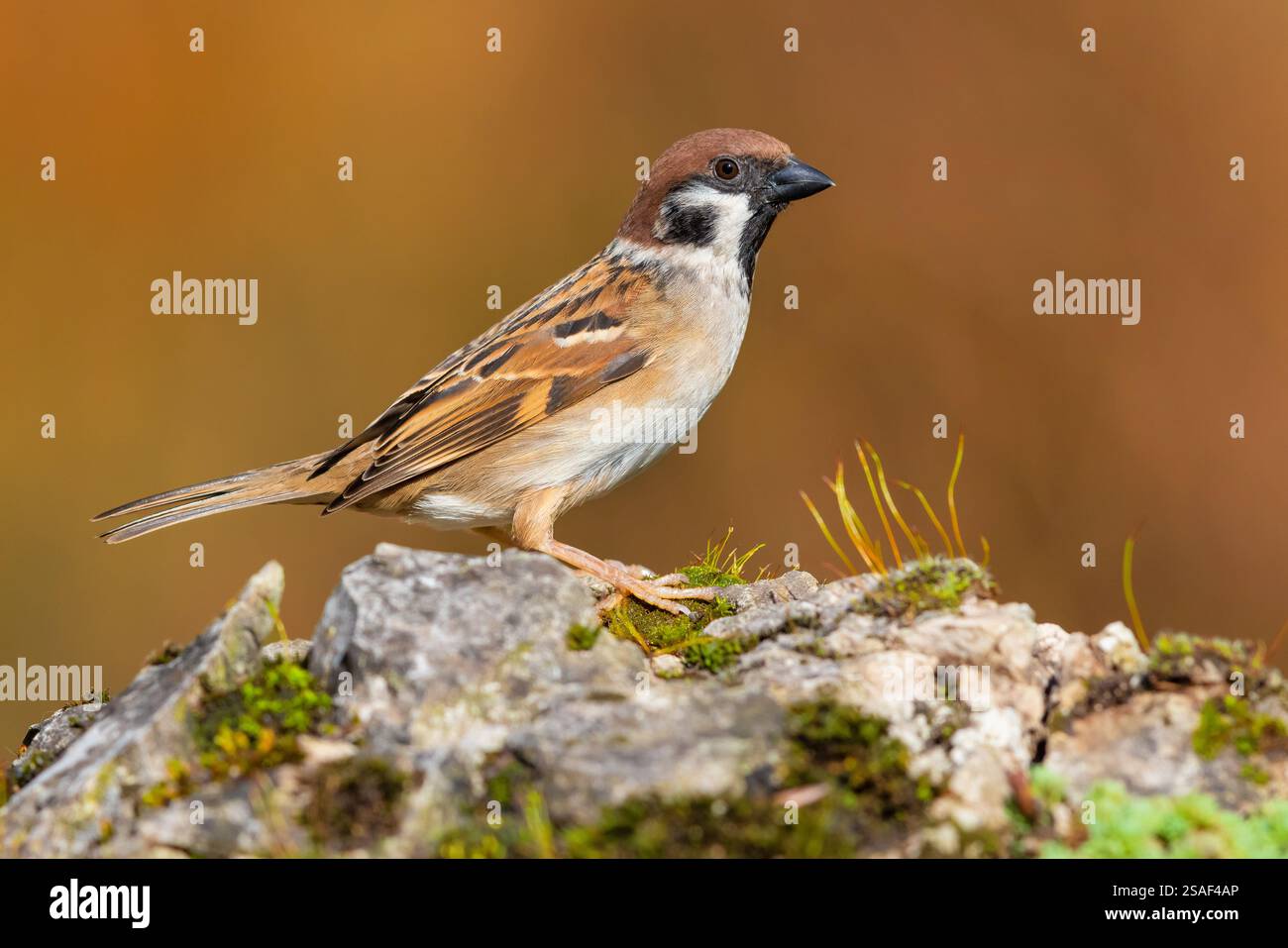 Eurasischer Spatzen (Passer montanus), auf einem Felsen thronend, Italien, Kampanien Stockfoto