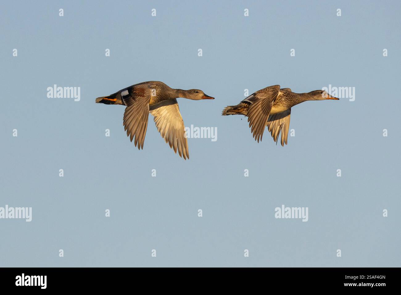 Gadwall (Anas strepera, Mareca strepera), Paar im Flug, Seitenansicht, Island, Nordöstliche Region Stockfoto