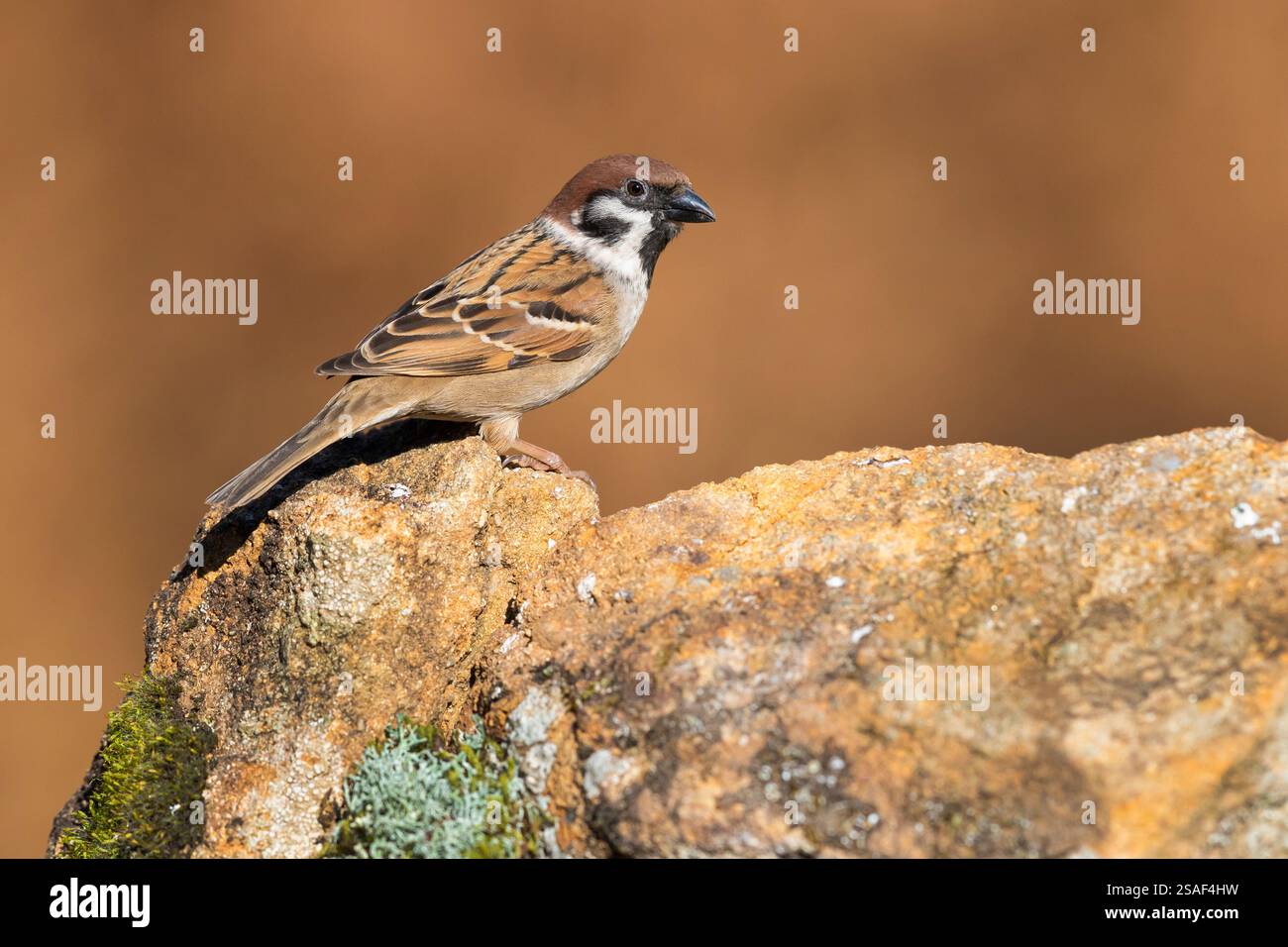 Eurasischer Baumpatzen (Passer montanus), Seitenansicht eines Erwachsenen auf einem Felsen, Italien, Kampanien Stockfoto