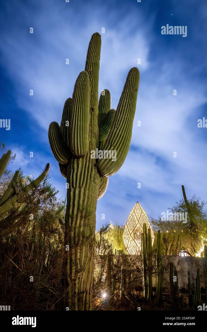 Ein großer Kakteen, der nachts während der Kunstausstellung Light Bloom im Desert Botanical Garden in Phoenix, Arizona, beleuchtet wird. Stockfoto