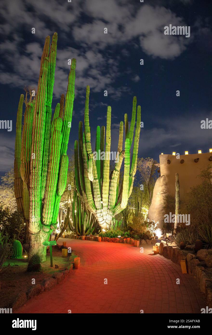Hohe Kakteen, beleuchtet mit leuchtenden roten und grünen Weihnachtslichtmalereien in der Nähe eines Gebäudes im adobe-Stil im Desert Botanical Garden, Arizona. Stockfoto