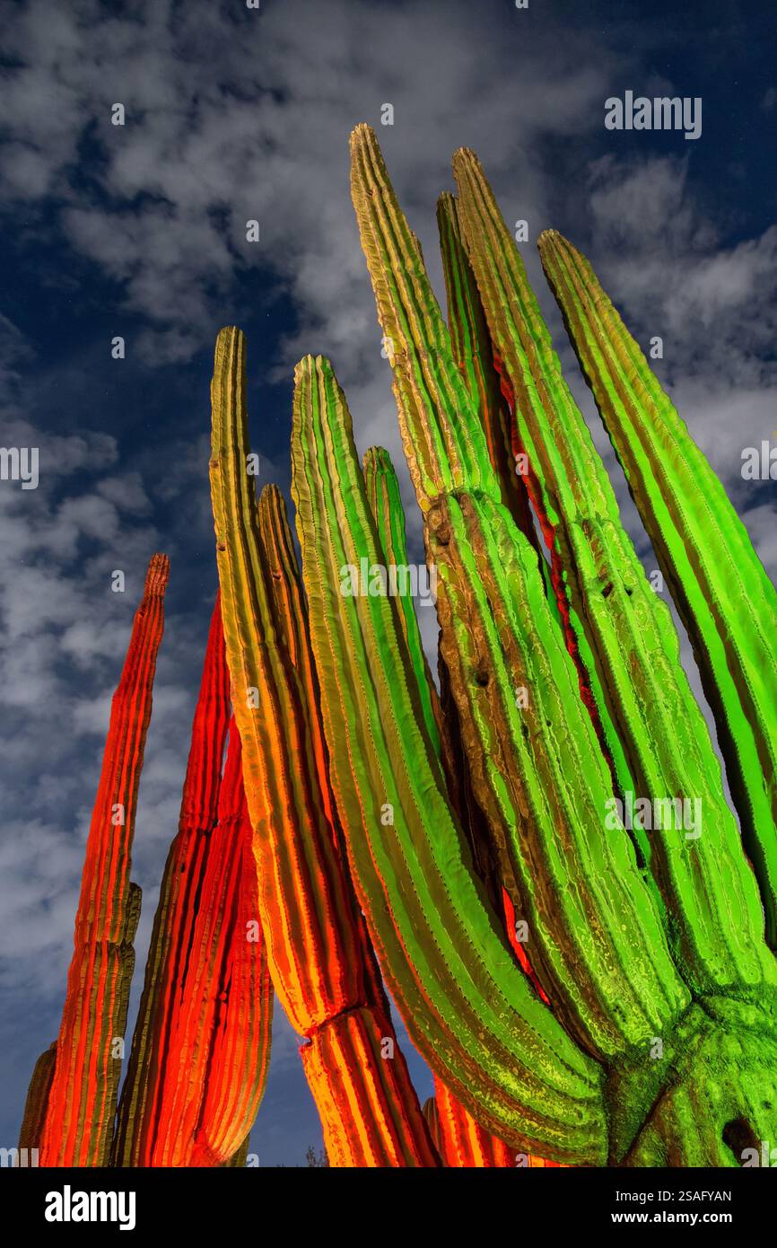 Eine eindrucksvolle Nahaufnahme hoher Kakteen, beleuchtet in leuchtendem Rot und Grün im Weihnachtsmotiv vor einem Nachthimmel im Desert Botanical Garden. Stockfoto