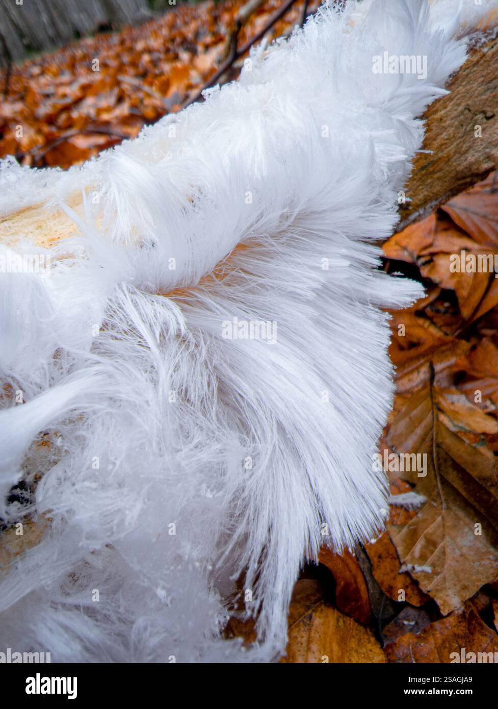 Seltenes Haareis (Exidiopsis effusa) auf dem Waldboden im Winter, gebildet durch frostartige Strukturen auf verfallendem Holz. Stockfoto