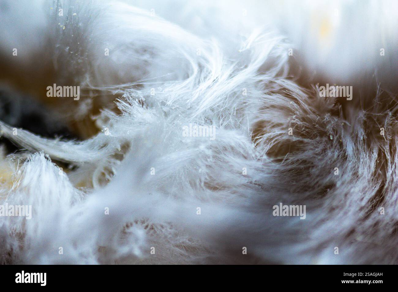 Seltenes Haareis (Exidiopsis effusa) auf dem Waldboden im Winter, gebildet durch frostartige Strukturen auf verfallendem Holz. Stockfoto
