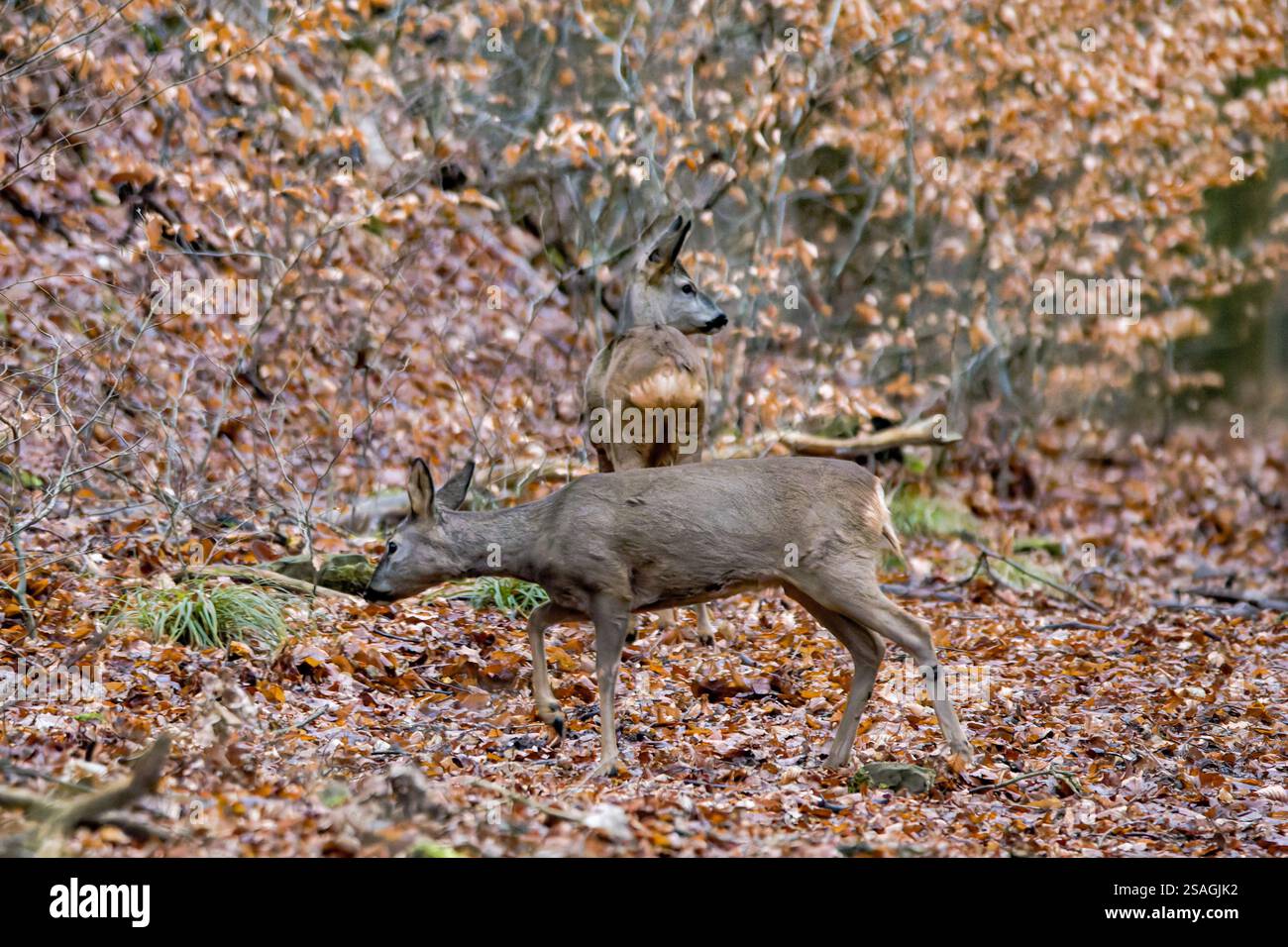 Ein junger Reh (Capreolus capreolus) im Wald, eingebettet in seine natürliche Umgebung, umgeben von Bäumen und Unterholz. Stockfoto