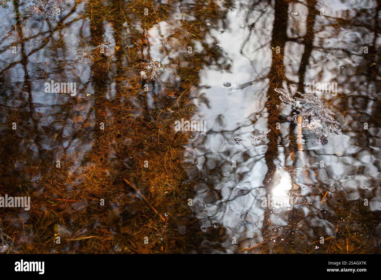 Reflexion von Bäumen in einer Pfütze im Wald. Sie können die Reflexion von Bäumen im Wasser sehen, sowie den Boden der Pfütze bedeckt Stockfoto