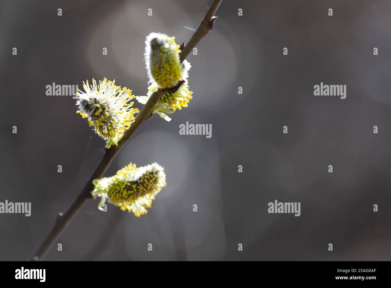 Nahaufnahme der Knospen der Frühlingsweide auf einem Baumzweig. Das Bild zeigt drei flauschige Knospen mit Gelb- und Grüntönen, die von Sonnenlicht beleuchtet werden Stockfoto
