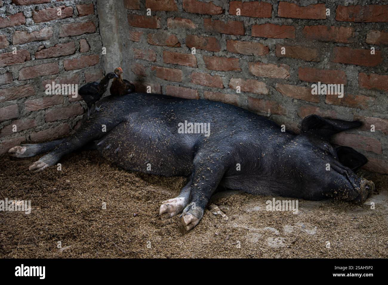 Die Menschen im Dorf Dangisaran halten Schweine für Fleisch, Mist und um soziokulturellen Überzeugungen zu entsprechen. Nepal. Stockfoto
