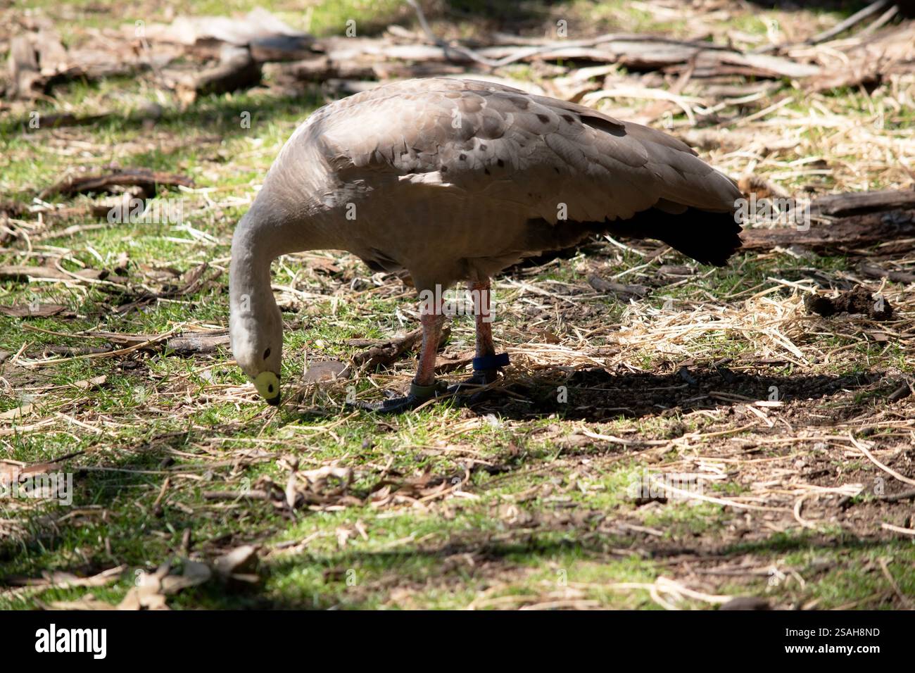 Die Kapbarren-Gans ist eine sehr große, hellgraue Gans mit einem relativ kleinen Kopf. Es hat Reihen großer dunkler Flecken in Linien über den Schultern und Stockfoto
