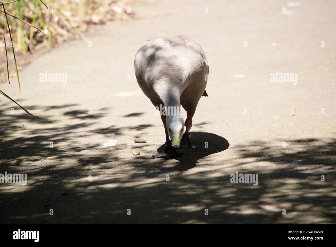 Die Kapbarren-Gans ist eine sehr große, hellgraue Gans mit einem relativ kleinen Kopf. Es hat Reihen großer dunkler Flecken in Linien über den Schultern und Stockfoto